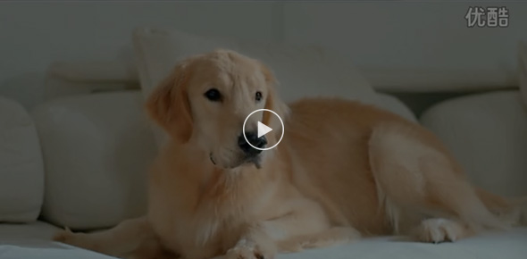 《愛，看在眼里》寵物篇－愛是分享，創(chuàng)高微電影